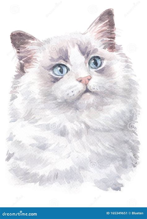 Watercolour Painting Cat Blue Eyes Ragdoll Cat 009 Stock Image Image