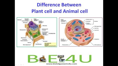 Animal cells do not have rigid cell walls like. 5 Major Differences Between Animal cell and Plant Cell ...