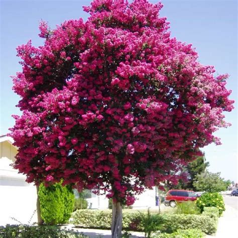 Ornamental Shrubs Adding Beauty And Functionality To Your Landscape