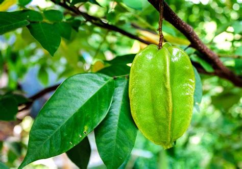 Growing Star Fruit How To Grow Star Fruit Tree From Seed Carambola