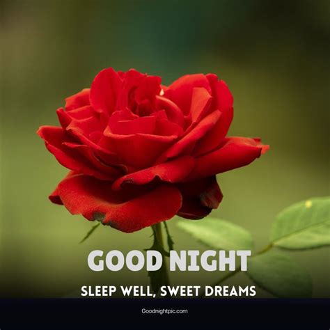 150 Good Night Roses Images Spark Romance With Petals