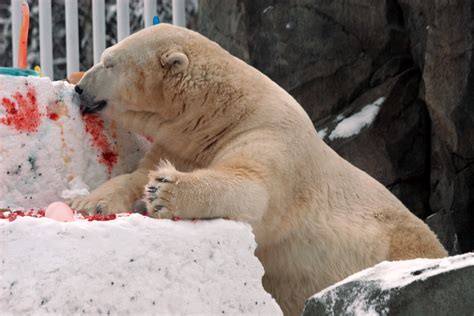 Awesome Adventures In Alaska How Do You Celebrate A Polar Bears