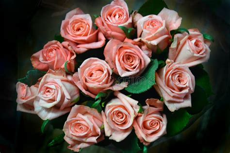 Delicate Bouquet Of 13 Pink Roses For Young Girl Stock Image Image Of