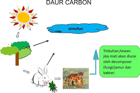 Pengertian Biogeokimia Daur Karbon Oksigen Air Nitrogen Fosfor Dan