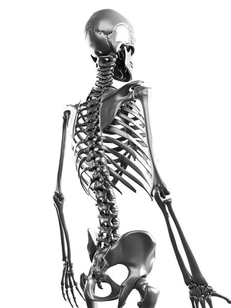 Esqueleto Do Metal Ilustração Stock Ilustração De Cromo 30726777
