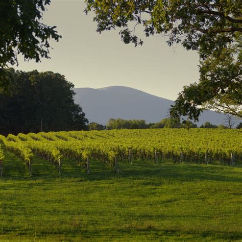 Your 2024 Guide To Virginia Wine Region