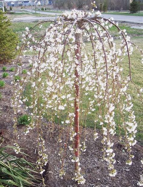 Dwarf Weeping Cherry Tree Everything You Need To Know In 2020 With
