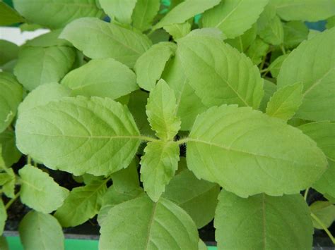 Rama Tulsi 100 Seeds Green Indian Holy Basil Ocimum Sanctumtenuiflorum