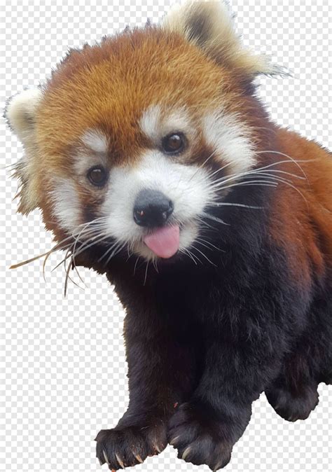 Red Pandas Sticking Their Tongue Out 843x1200 27710440 Png Image