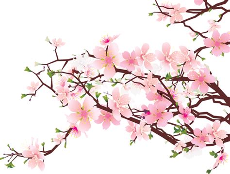 Sakura Png Transparent Image Download Size 675x514px