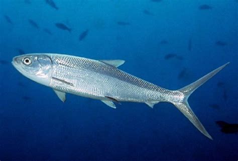 Nama Nama Ikan Laut Dan Gambarnya Terlengkap Nama Nama Hewan