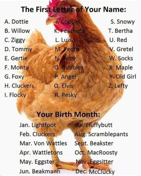 Whats Your Chicken Name Seriously Laughed Out Loud Funny Funnymemes Chicken Names