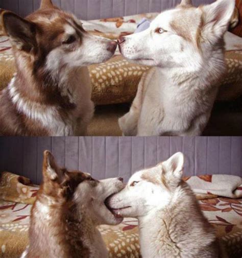 15 Times These Dog Couples Redefined Relationshipgoals Barkpost