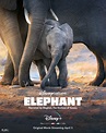 Elephant - Filme 2020 - AdoroCinema