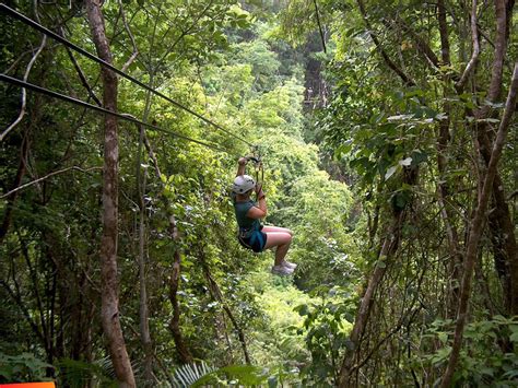 Zip Lining Though The Jungle Canopy At The Caves Branch Archeological