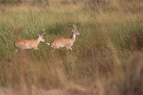 Pampa Deers Venados De Las Pampas Ce Rey Flickr