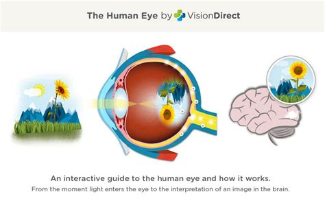 Discover How The Human Eye Turns Light Into Sight With This Interactive