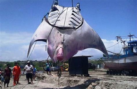One Ton Manta Ray Caught In Northern Peru