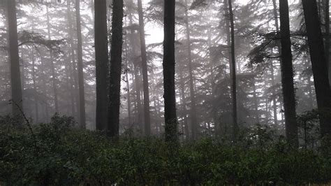 Free Stock Photo Of Fog Foggy Forest
