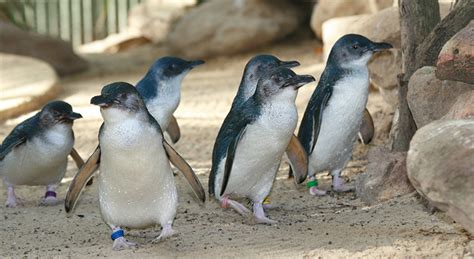 It is found on the coastlines of southern australia and new zealand, with possible records from chile. World's Smallest Penguins Menaced By A Warming Ocean ...