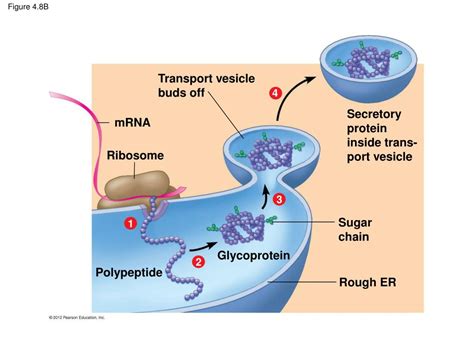 Ppt Details Of The Endomembrane System Powerpoint Presentation Free