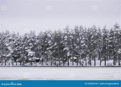Line Of Conifers By A Frozen Lake In Winter Stock Photo Image Of