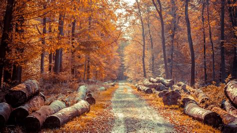 Road In The Wild Autumn Forest Wallpaper For 1920x1080