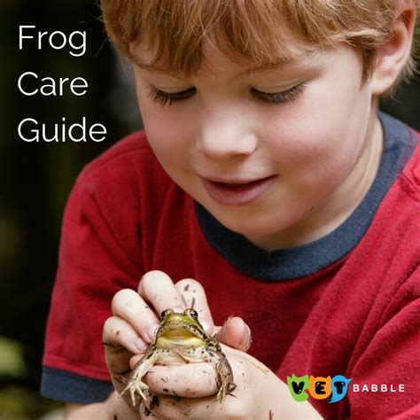 How Do I Care For A Frog Pet Frogs Small Pets Pocket Pet