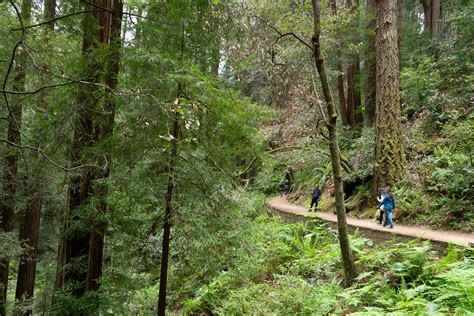 A Climate Resilient Future For Muir Woods Us National Park Service