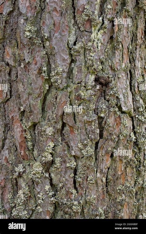 Pine Tree Bark Texture Stock Photo Alamy