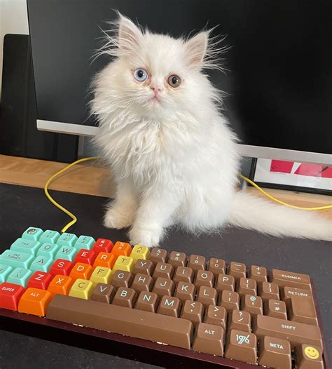 My Cat Matches My Keyboard Rmechanicalkeyboards
