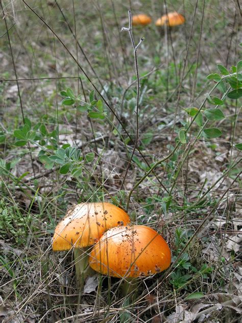 Amanita Caesarea A Highly Regarded Edible Mushroom In Zagori