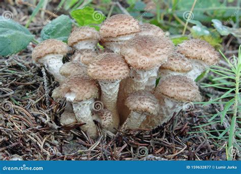 Group Of Mushrooms In Pine Needles Stock Image Image Of Growing