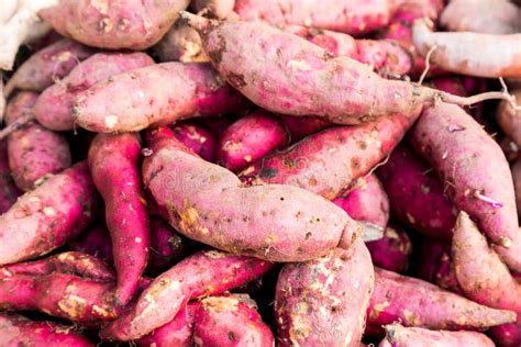 Heaps Of Freshly Harvested Purple Skin Sweet Potatoes Roots Stock Image