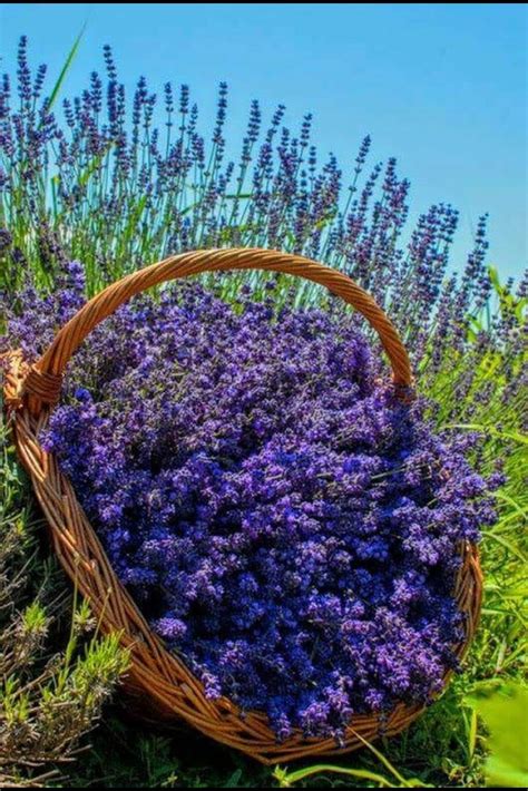 Pin by Alio'z on LAVANDA FLORES | Lavender flowers, Lavender garden ...