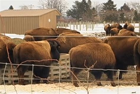 Video Bison Farming On Long Island Serious Eats