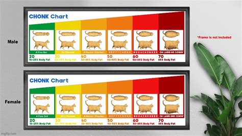 Cat Chonk Chart Imgflip