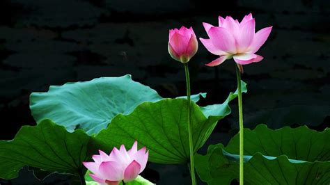 Lotus Flower Wallpapers Top Free Lotus Flower Backgrounds