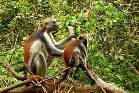 Le Parc National De Méru Kenya