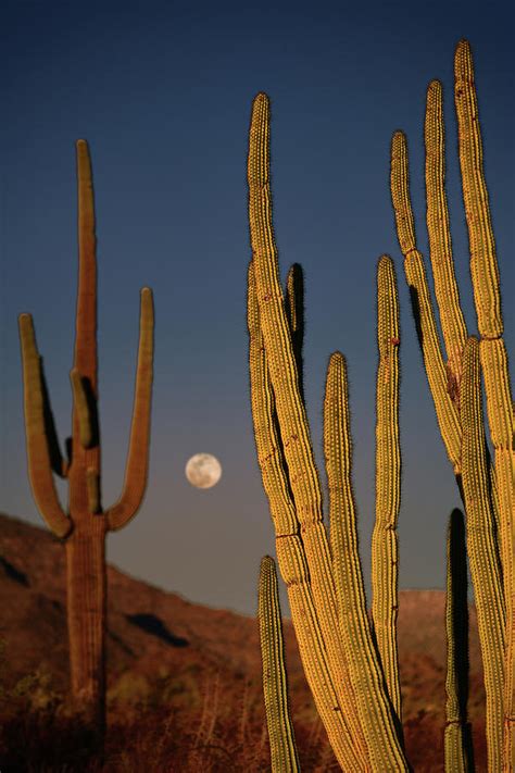 Moonrise Between Saguaro And Organ Pipe Cactus Photograph By Surjanto