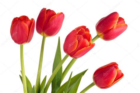 Bouquet Of Red Tulips — Stock Photo © Vitaina 144591023