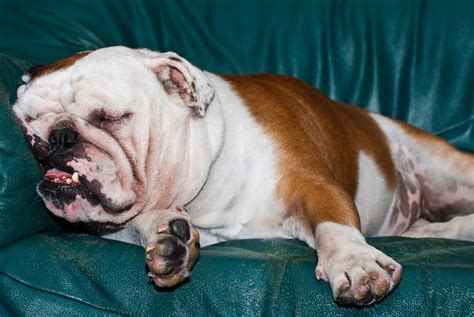 Snoring Dogs Our Favorite Tips To Help You Sleep Again