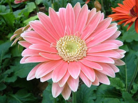 A daisy is a flower. Gerbera — Wikipédia