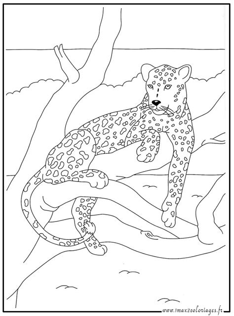 Coloriages Animaux Du Monde Le Léopard