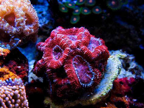 Matth6761 2011 Featured Nano Reef Aquariums Nano Reef Community