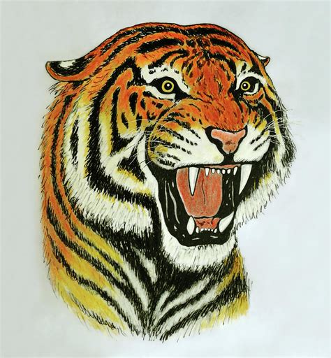 Tiger Roaring Drawing By Nicola Fusco Pixels
