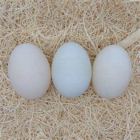 Rouen Duck Hatching Eggs