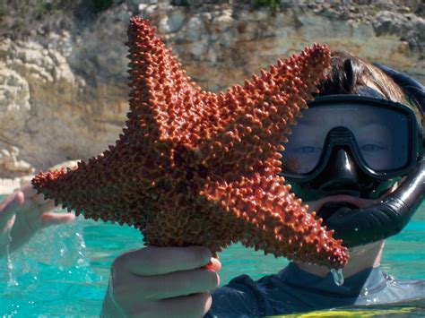 Starfish While Snorkeling Smithsonian Photo Contest Smithsonian