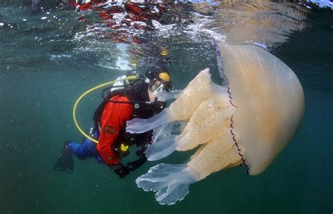 Invasion Of The Giant Jellyfish Scubadiver Encounters Huge Barrel