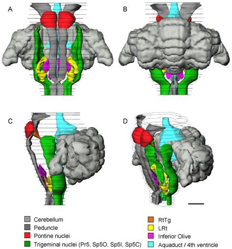 It contains several nuclei that are surrounded by white matter. Untitled Document www.nesys.uio.no